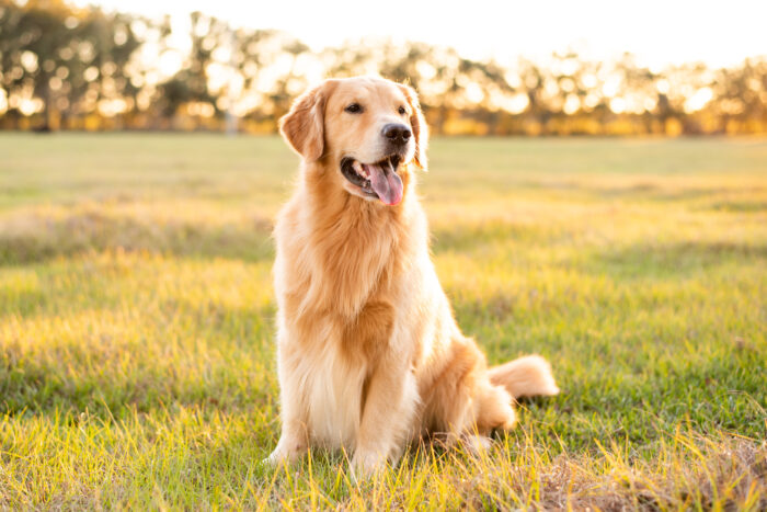 What vaccines do dogs need annually?