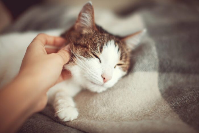 Pawsome Vets Wellness Plan