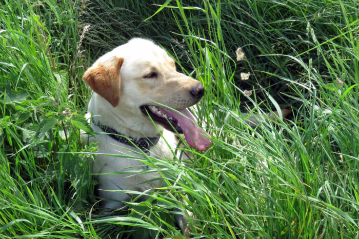 Hayfever: Can dogs and cats have summer allergies?