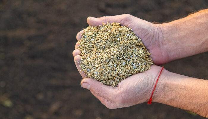 Why are grass seeds so dangerous to dogs and cats?