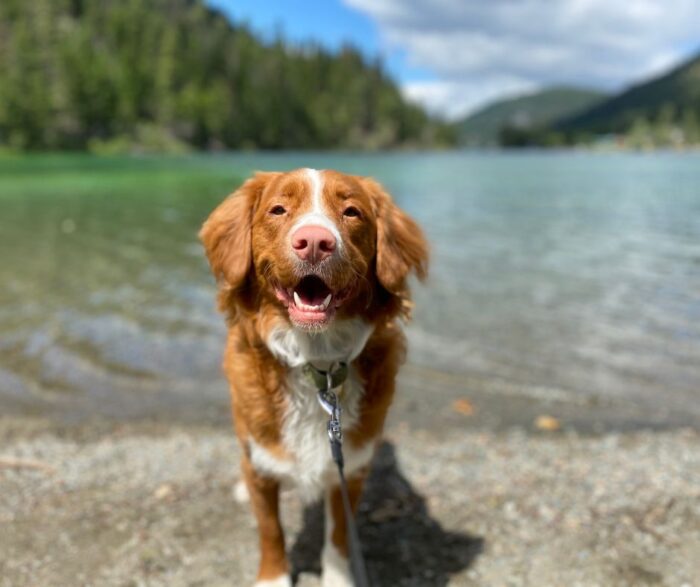Blue-Green Algae and Dogs: How to Keep Your Pet Safe from Toxic Blooms