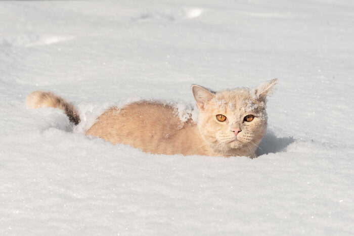 Antifreeze Poisoning in Pets: How to Protect Your Cat and Dog This Winter