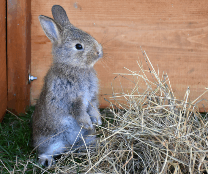 Safe Christmas Treats for Rabbits and Guinea Pigs: Festive Feeding Tips
