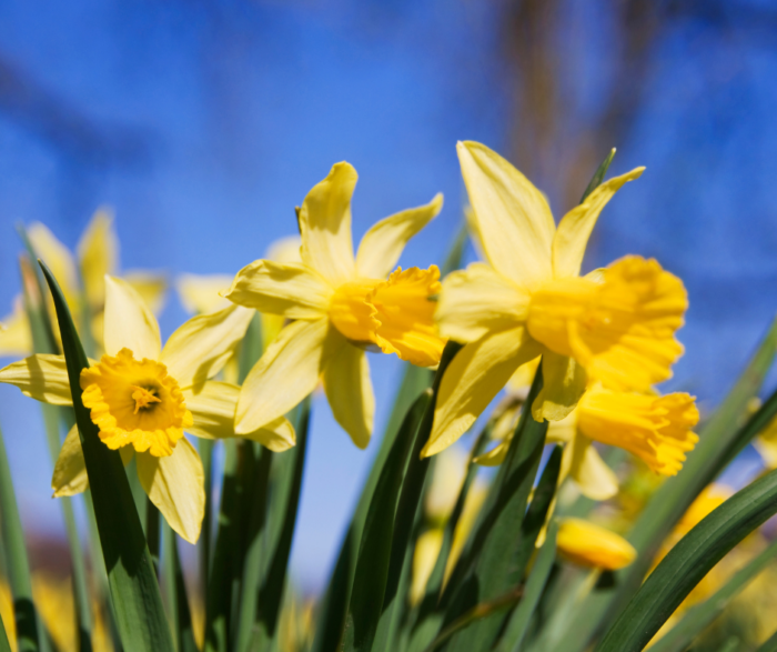 Daffodils in Spring: Are Daffodils Toxic to Cats and Dogs?